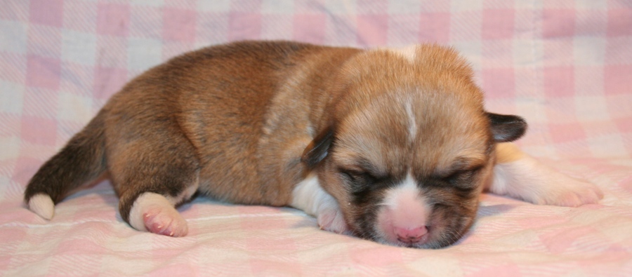 Puppies